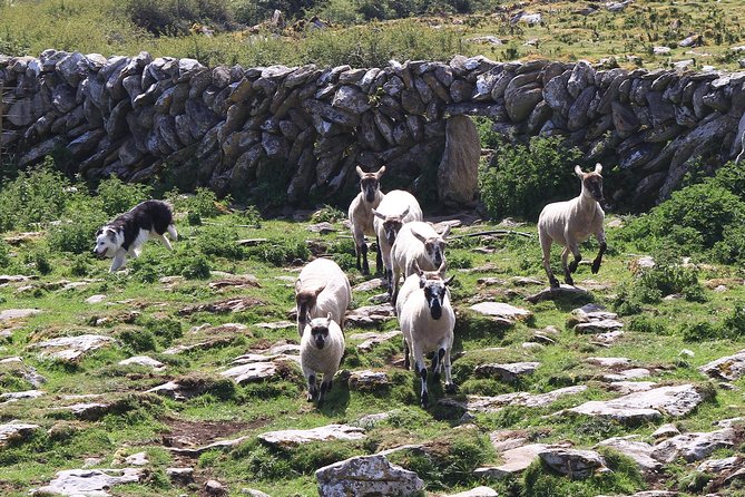8 Day Emerald Explorer Small Group of tour of Ireland - Through Conor Pass to the Burren: Ferry Views and the Cliffs of Moher Moment