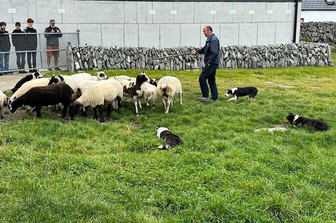 Cliffs of Moher from Dublin Full Day - Private Driver - Stop 5: Dungaire Castle and Kinvara Shore Photo Time