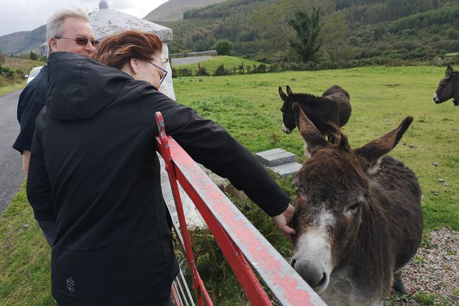 Cliffs of Moher & Galway Bay private tour or Galway city day trip - Key highlights to look for