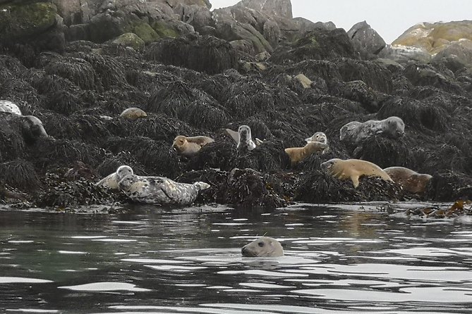 Dublin Bay Seal Kayaking Safari at Dalkey - Price and Value: Is $143.97 Worth It?