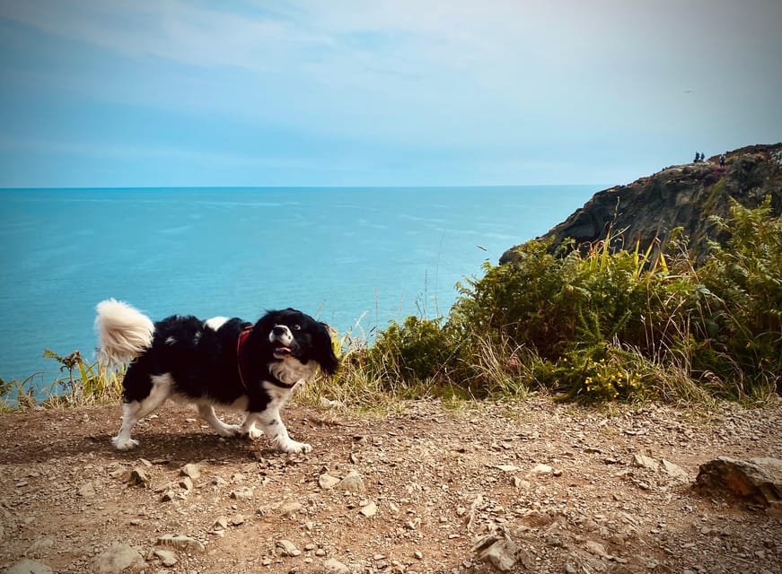 Dublin: Dublin Coastal Hike and Pints & Puppies - Pub payoff: a complimentary pint, plus Irish conversation momentum