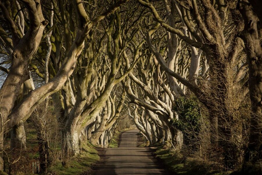 Dublin: Giant's Causeway, Dark Hedges & Titanic Guided Tour - From Dublin at 6:45 AM to the Antrim coast