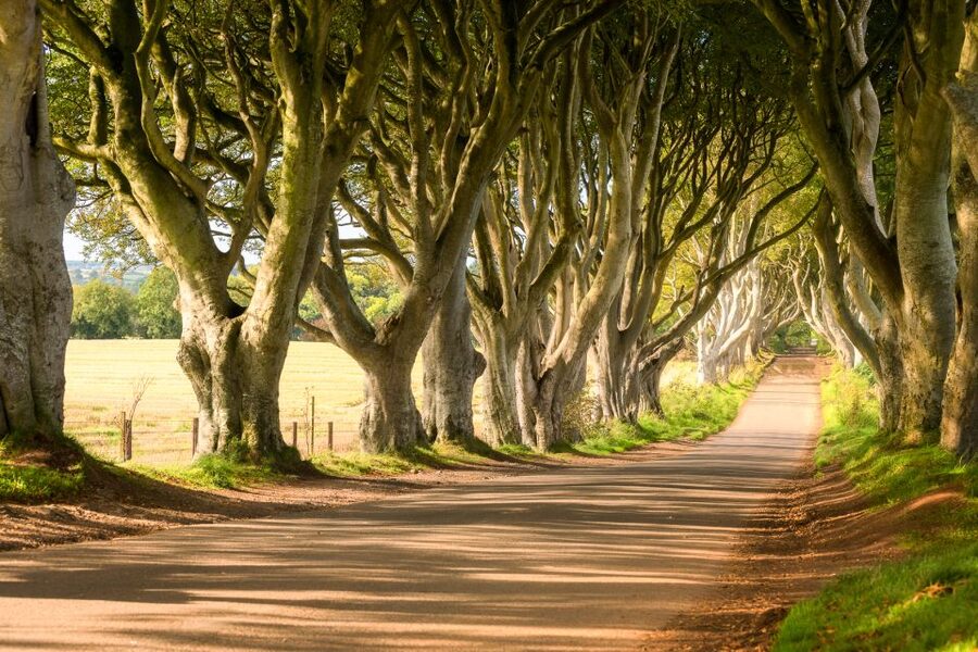 Dublin: Giants Causeway, Dark Hedges, Dunluce & Belfast Tour - Key moments worth planning for