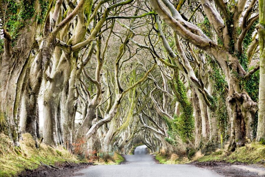 Dublin: Giants Causeway, Dark Hedges, Dunluce & Belfast Tour - What to expect on the coach, and how to prepare