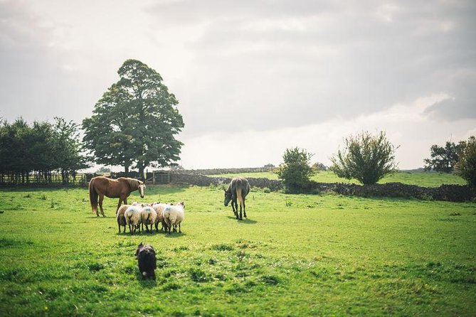 Dublin: Glendalough, Wicklow, Kilkenny and Sheepdog demonstration - Key points worth knowing before you go