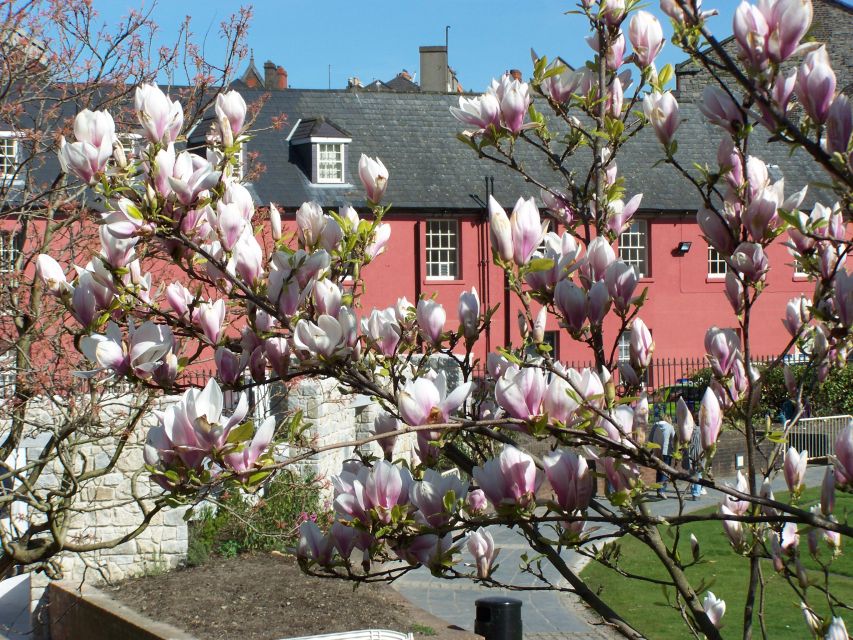 Dublin: Highlights and Hidden Corners Walking Tour - Starting at the Tree of Gold on Dame Street
