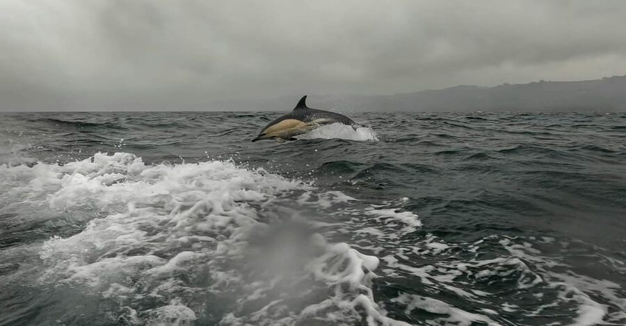 Dublin: History and Wildlife Boat Tour with Live Commentary - Key Things I’d Book This For