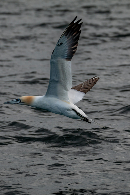 Dublin: History and Wildlife Boat Tour with Live Commentary - From Dun Laoghaire to Dublin Bay: What Billy Goat Feels Like
