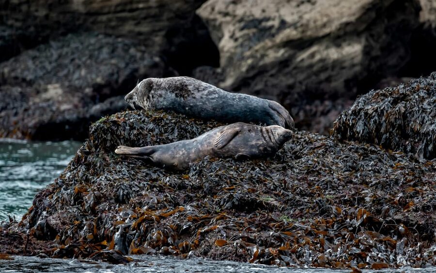 Dublin: History and Wildlife Boat Tour with Live Commentary - Price and Value: Is $56 Worth It?