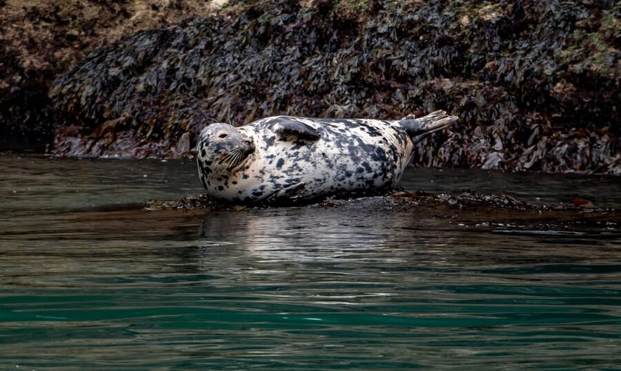 Dublin: History and Wildlife Boat Tour with Live Commentary - Meeting Goat Boat Tours: The Easy-to-Spot Departure Point
