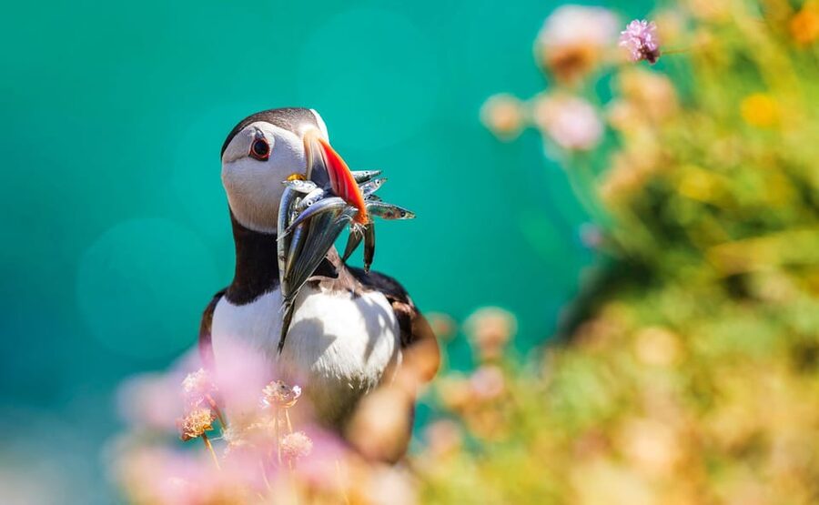 Dublin: Howth Coast and Ireland's Eye Boat Tour - The value question: is $27 worth a short wildlife cruise?