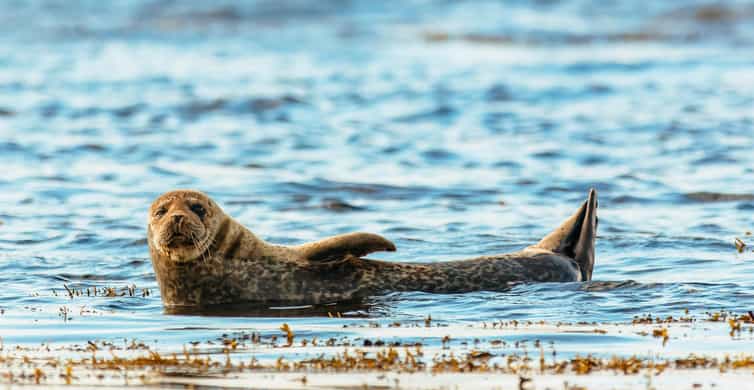 Dublin: Howth Coastal Boat Tour - Wildlife watching that’s actually guided, from puffins to seals