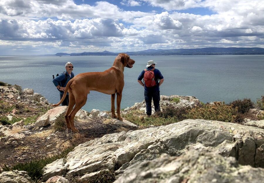 Dublin: Howth Coastal Hiking Tour - Meeting Point at Howth Market, Then You’re Off