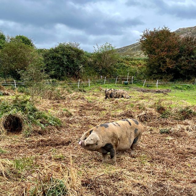 Dublin: Howth Safari Hiking Tour - Martello Tower Sutton: history stops that don’t feel like a detour