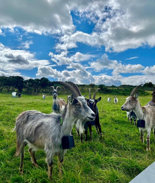 Dublin: Howth Safari Hiking Tour - Howth Summit and the return to Howth village