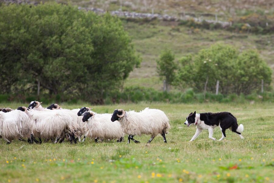 Dublin: Kilkenny, Wicklow & Glendalough Tour & Sheepdog Show - Key things to know before you go