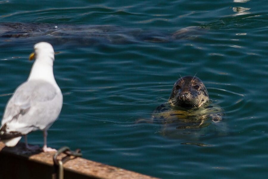 DUBLIN: Malahide castle and Howth MULTILINGUAL full day tour - Howth Harbor Time: Lunch Break, Seal Chances, and the Return Route