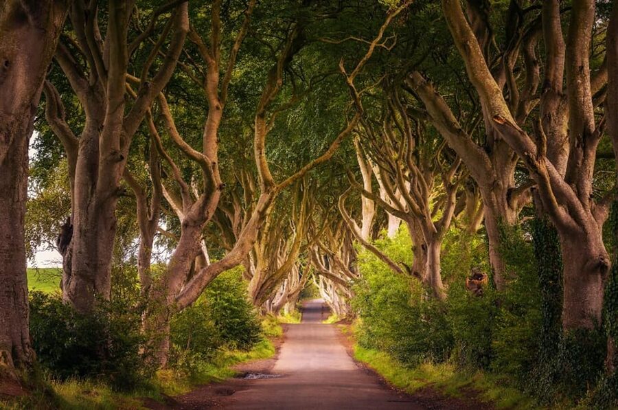 From Dublin: Giant's Causeway, Dark Hedge & Belfast Tour - Dark Hedges: The Kings Road Tunnel Photo Stop