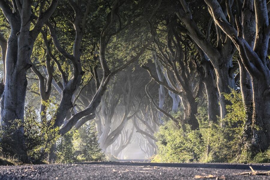 From Dublin: Giant's Causeway Tour and Whiskey Tasting - Dark Hedges: the Game of Thrones tree tunnel made for photos