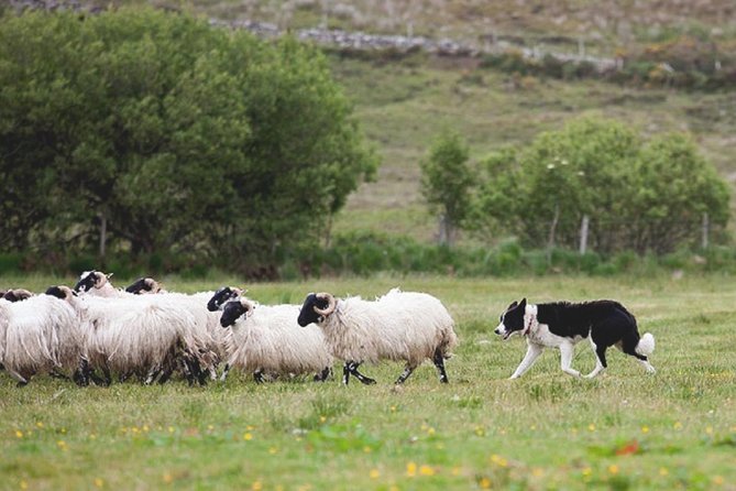 From Dublin: Wicklow, Glendalough, Waterfall & Sheepdog demo - Barnbawn sheep farm and the sheepdog demonstration: what you really learn