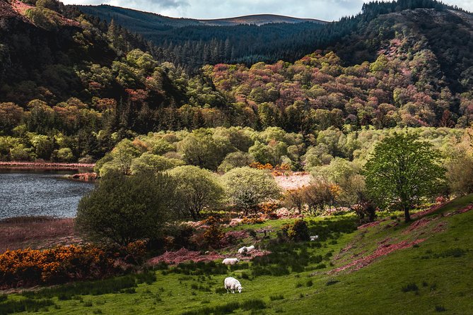 Glendalough Day Tour from Dublin: Including Kilkenny City - What You Can Expect From the Guide Style