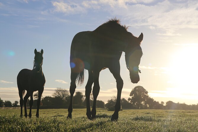 Irish National Stud & Gardens Skip the line Entrance - Key things to know before you go