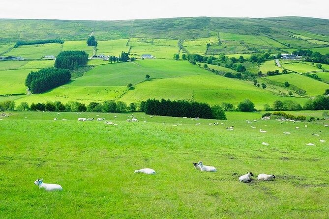 Liberty Irish Tours Dublin City & Wicklow Mountains Luxury Car Shore Excursion - Who this tour is best for (and who should consider alternatives)