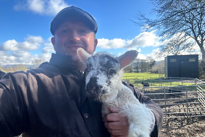 Sheepdogs in the countryside, authentic Dubliners city tour combo - First City Hits: River Liffey Bridges and Phoenix Park Deer Time